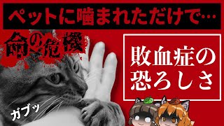 【敗血症】ペットに噛まれただけで命の危機！？口内に潜む危険な細菌とは…