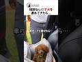 相談なく子犬をつれてきた時の夫の反応
