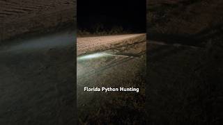 8 foot python found in the Everglades!