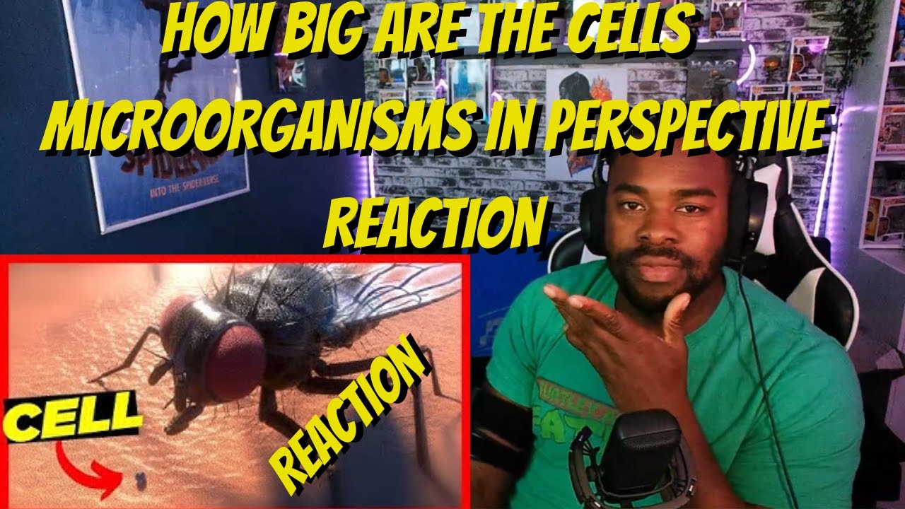 ‪@MetaBallStudios‬