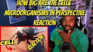 @MetaBallStudios  How BIG are the CELLS MICROORGANISMS in Perspective REACTION