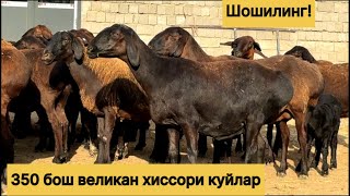770031395☎️ Великан хиссори куйлар 