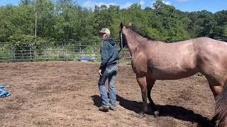 Shelvia Fritz AQHA Ranching Heritage Program Application Video