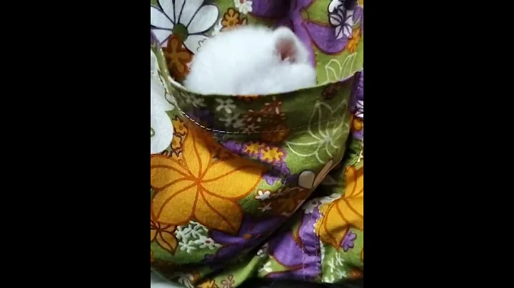 Video 4874451: british shorthair kittens, adopt british shorthair, silver shaded british, british hair