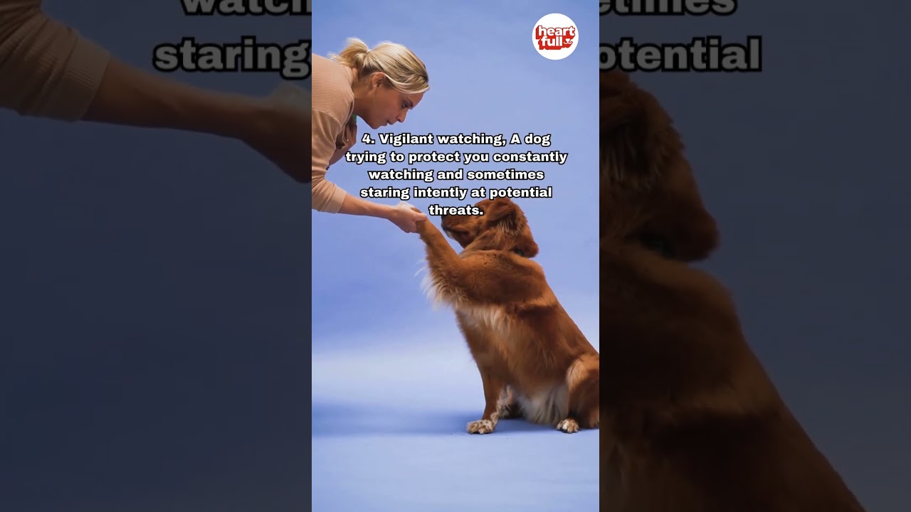 7 Signs Your Dog Is Really Trying To Protect You 