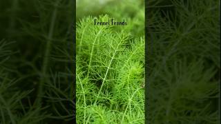 Waste not Heal Lots Fennel Fronds #fennel #benefits #herbalism #plantmedicine