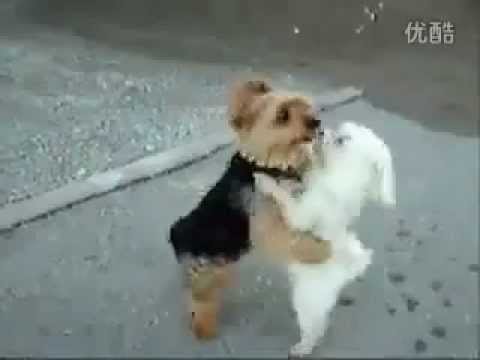 狗狗跳雙人舞