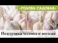 Голова садовая - Подготовка чеснока к посадке