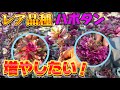 レアなハボタン増やしたい!【園芸のぶチャンネル】【ポラリス】【カペラ】