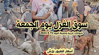 سوق الغزل لبيع الحيوانات في بغداد يوم الجمعة 2023.9.15 | الأسعار مناسبة بداية الموسم