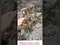 Bandar ki Shaatir Chalaaki 😂 Funny Monkey Moment #monkeyshorts #funnymonkey #animals #bandar #monkey