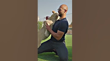 TRISTAN TATE almost got bit by a LION!