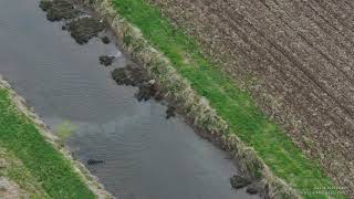 DRONE VIDEO: Fleeing burglary suspect in Medina County, Ohio, appears to attempt to drown K-9
