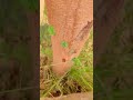 شجره القرض العملاق