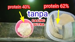Pakan Larva Lele pengganti Cacing Sutra | SOLUSI SUKSES