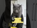 #고양이 #냥튜브#귀여운고양이 #고양이일상 #고양이숏츠 #집사일상 #냥이힐링 #고양이브이로그 #고양이짤 #catlover#의족#교통사고#구독