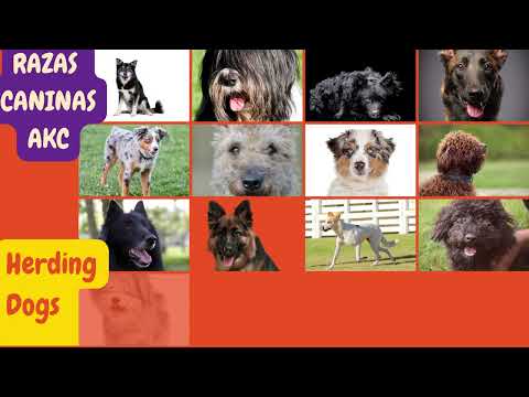 Video: AKC Sporting Dog Razas