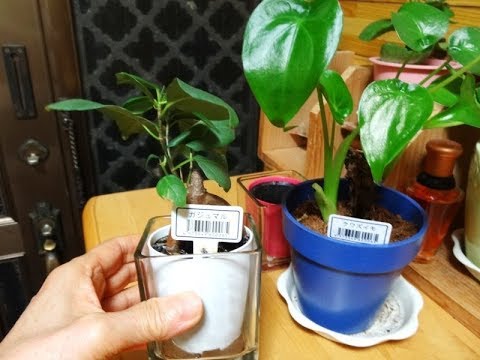 100均で購入の クワズイモ の植え替え ガジュマルのようす Youtube