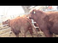 Natural Service, Red Angus
