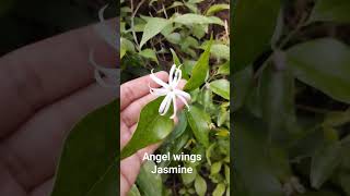 Grow Angel Wings Jasmine Flowers l youtubeshorts viral shortsviralvideo viralshortsgardening