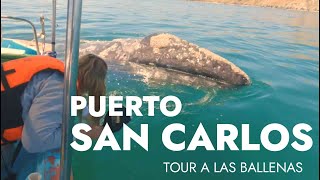 Tour a las BALLENAS / Puerto San Carlos B.C.Sur / Reserva MAG BAY DIVING (Ballenas  Buceo  Pesca )