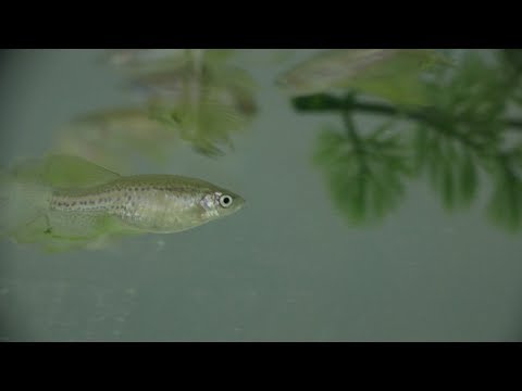 Video: Zebravis: Een Gewerveld Hulpmiddel Voor Het Bestuderen Van Biogenese, Structuur En Functie Van Het Basale Lichaam