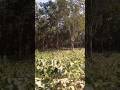 রাবার বাগান আসলে কি রকম হয়? সন্তোষপুর রাবার বাগান, #fulbaria #ময়মনসিংহ #কালাদহ #mymensingh
