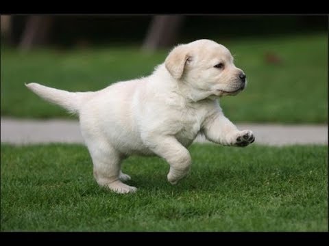 Labrador retriever Puppy 35 days old - lab small baby puppies