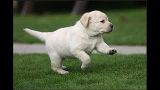 Labrador retriever Puppy 35 days old - lab small baby puppies