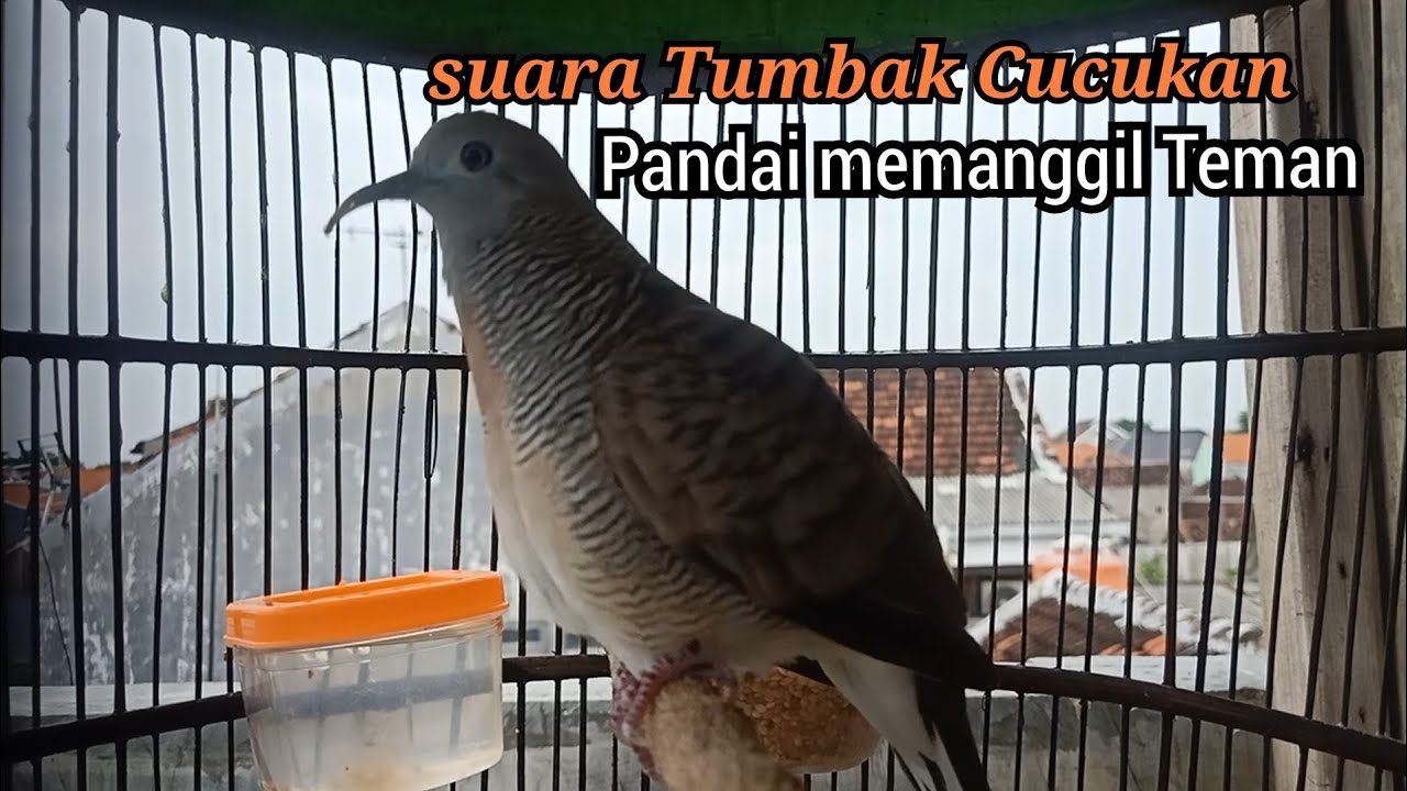 Suara panggilan perkutut lokal gacor Negel - untuk perkutut yang malas Bunyi