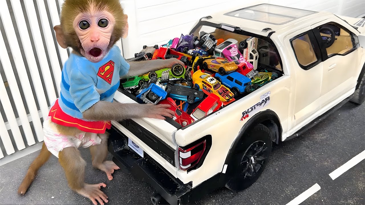 Singe Bon Bon fait la course en voiture pour des M&M’s colorés avec un bébé caneton trop mignon