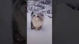 Помните Я Выкладывала Это Год Назад? Я Решила Что Теперь Я Буду Выкладывать Эту Кошечку Каждый Год:3