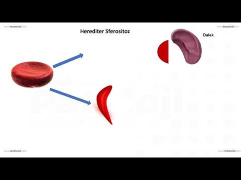 Video: Hemolizin sözdür?