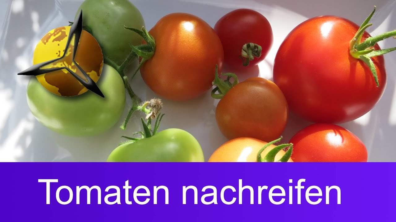Unreife grüne Tomaten nachreifen lassen