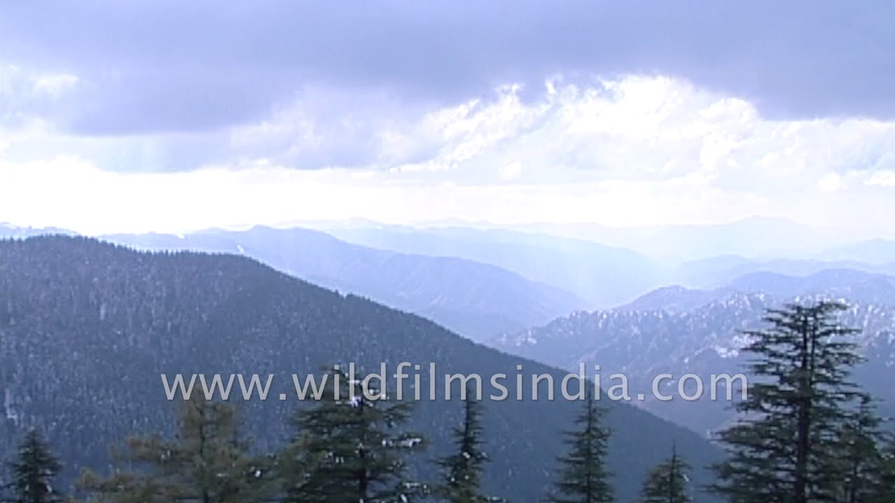 tibetan terrier Wildflower Hall in Shimla surrounded by thick layer of snow during winter season