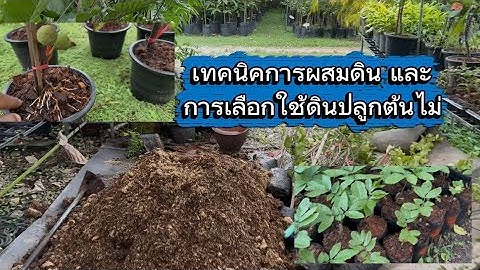 เทคนิคการผสมดินและการเลือกดินปลูกต้นไม้