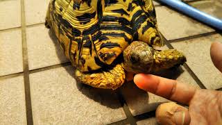 撫でられる亀   Turtle being stroked