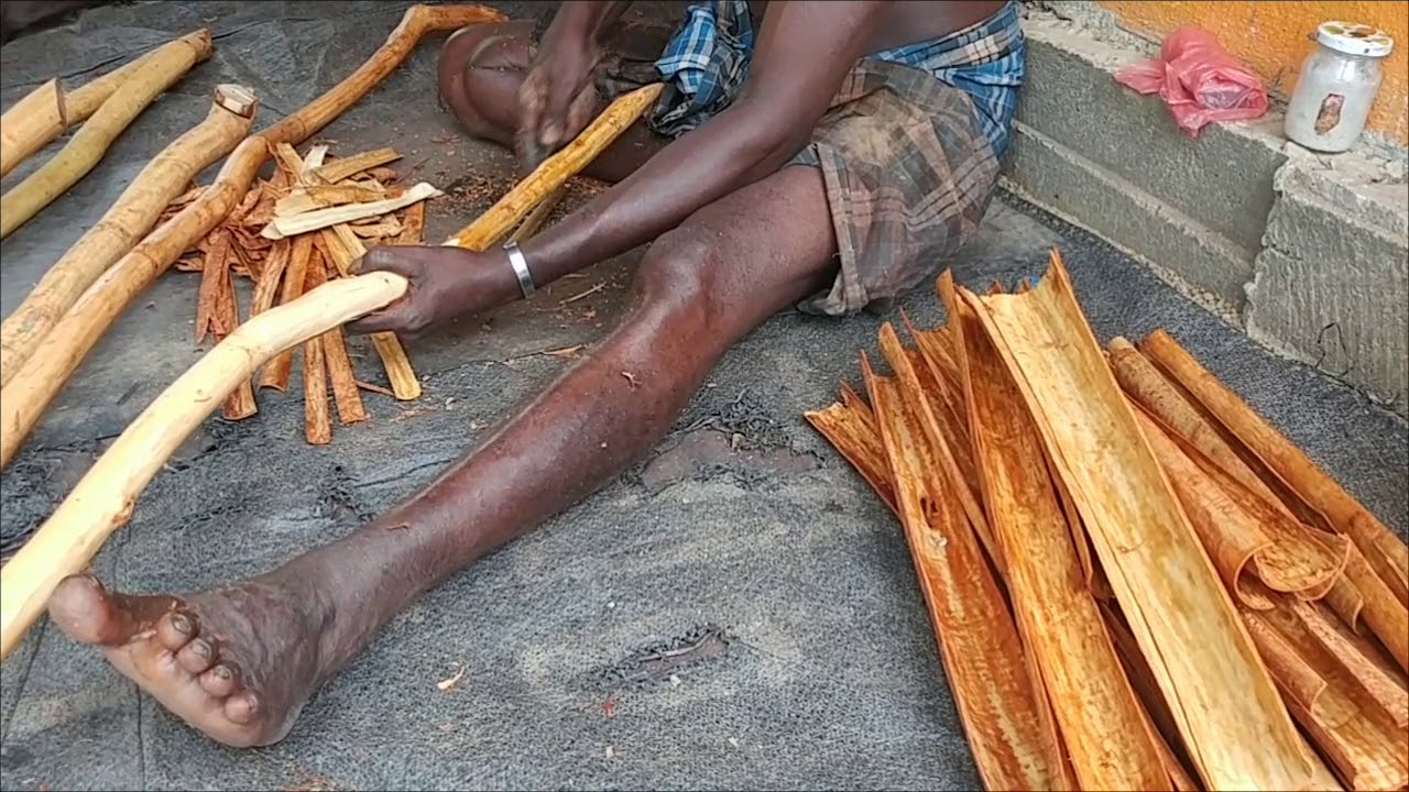 How to make the Cinnamon sticks... Sri Lankan traditional industry#gapsrilanka