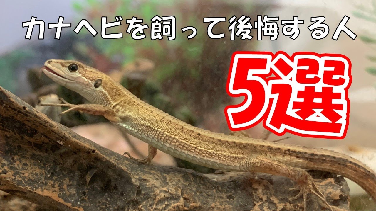 カナヘビを飼うべきではない人の特徴5選！飼う前に見てください・・・