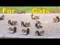 Cats do Backflips Watching this Video