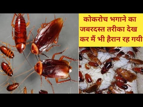 वीडियो: कोहरे के साथ तिलचट्टे का उपचार: कौन सा बेहतर है - ठंडा या गर्म? सूखे और तरल कोहरे से तिलचट्टे का सफाया। यह क्या है? समीक्षा