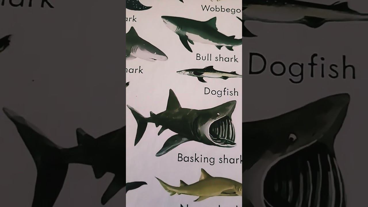 brainrot opening but its sharks