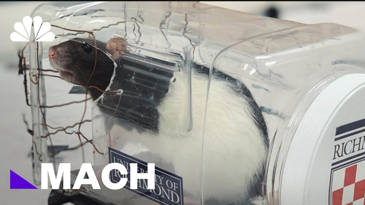 Scientists Trained Rats to Drive, Could Have Implications for Our Mental Health | Mach | NBC News