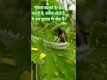 मातृभूमि का सौंदर्य