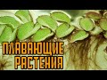 Плавающие аквариумные растения | Полезные растения в аквариуме | Какие растения нужны в аквариуме