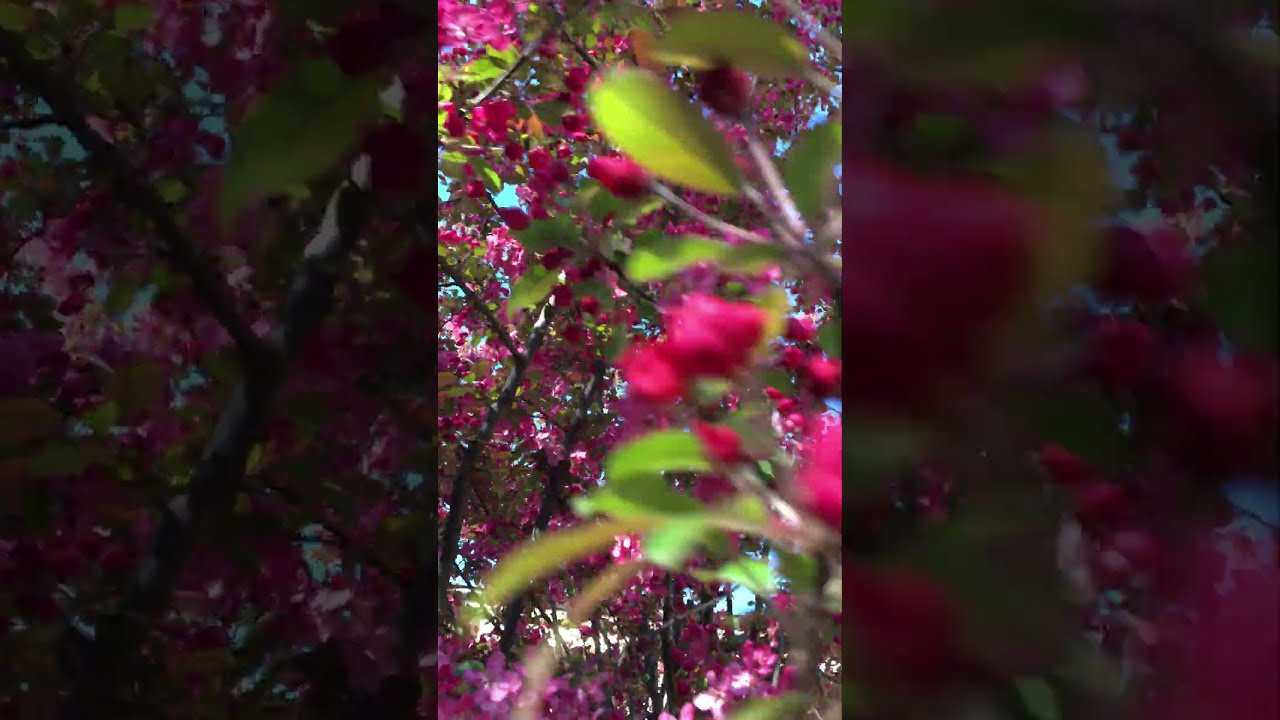 🌸 Весна. Чудесное Преображение Природы 8 | Incredibile Trasformazione Primaverile della Natura