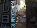 【冷やし日本犬】はじめました#いぬのいる生活 #いぬのきもち #いぬすたぐらむ