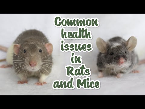 Pinworm In Rats How To Treat Your Rats Ringworm