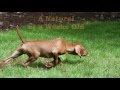 Vizsla Pointing Scout Vizsla Pointing Scout