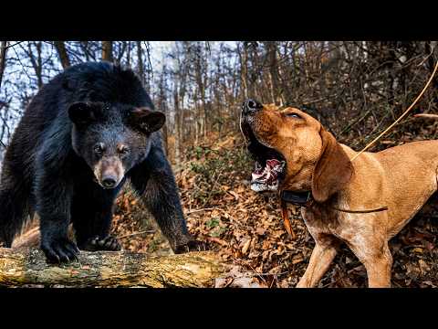 Bear Hunting with Multiple Dog Packs!!